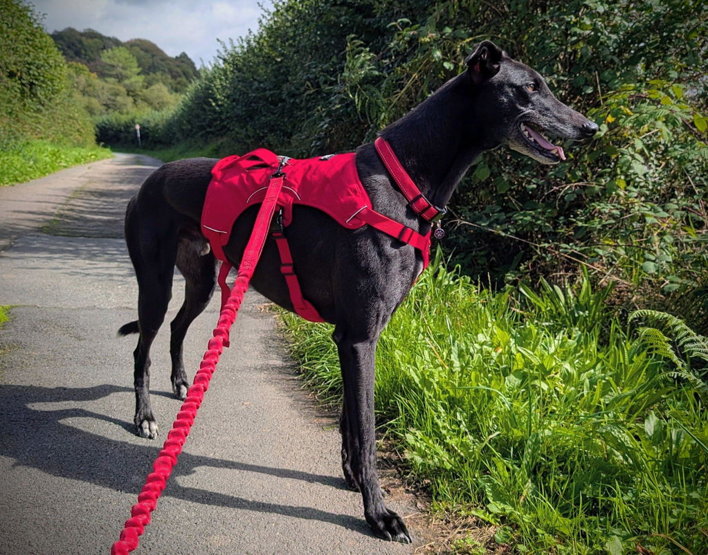 Sighthound Harness | Whippets, Greyhounds & Lurchers | Escape Proof