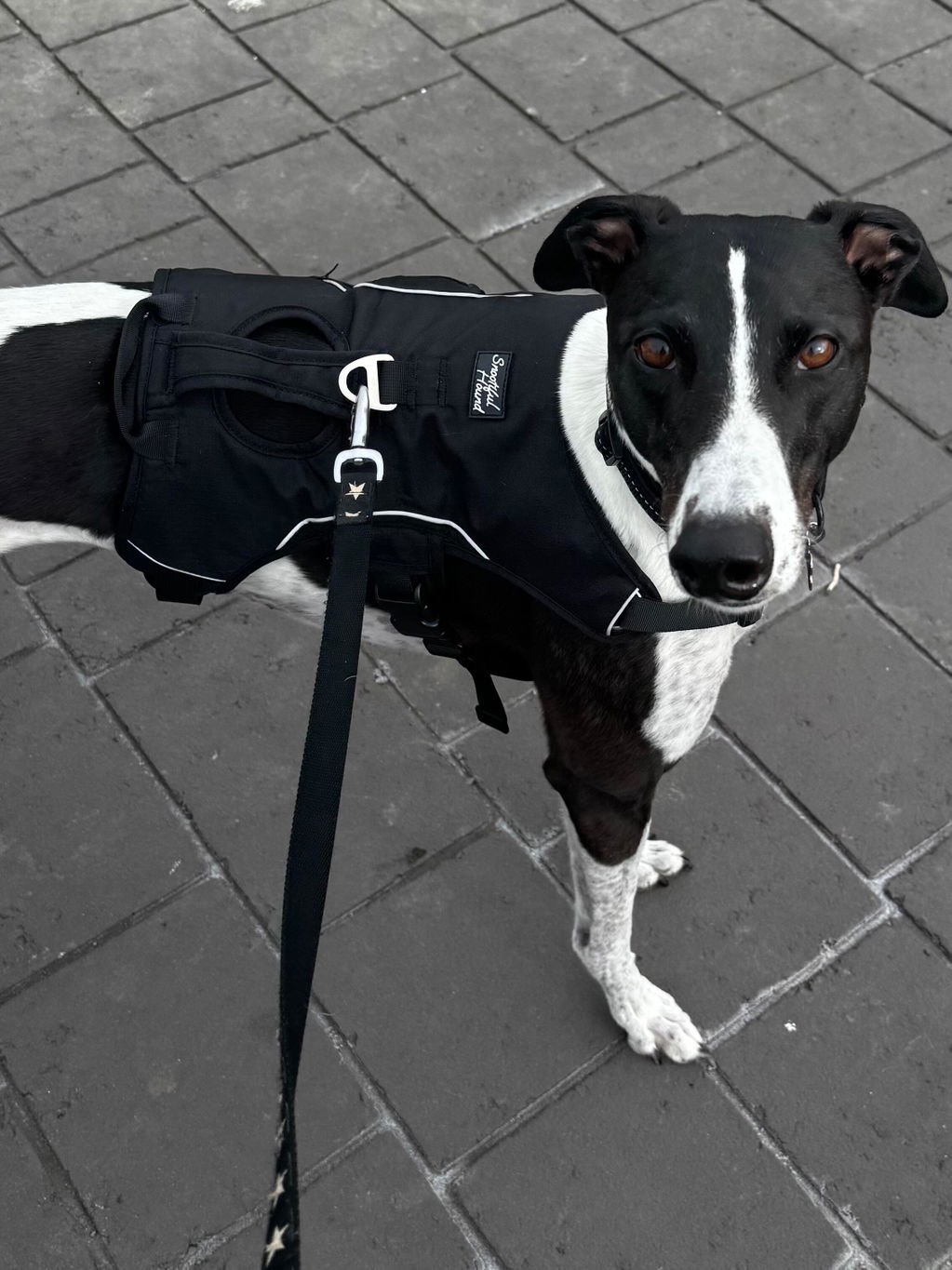 Sighthound Harness | Whippets, Greyhounds & Lurchers | Escape Proof
