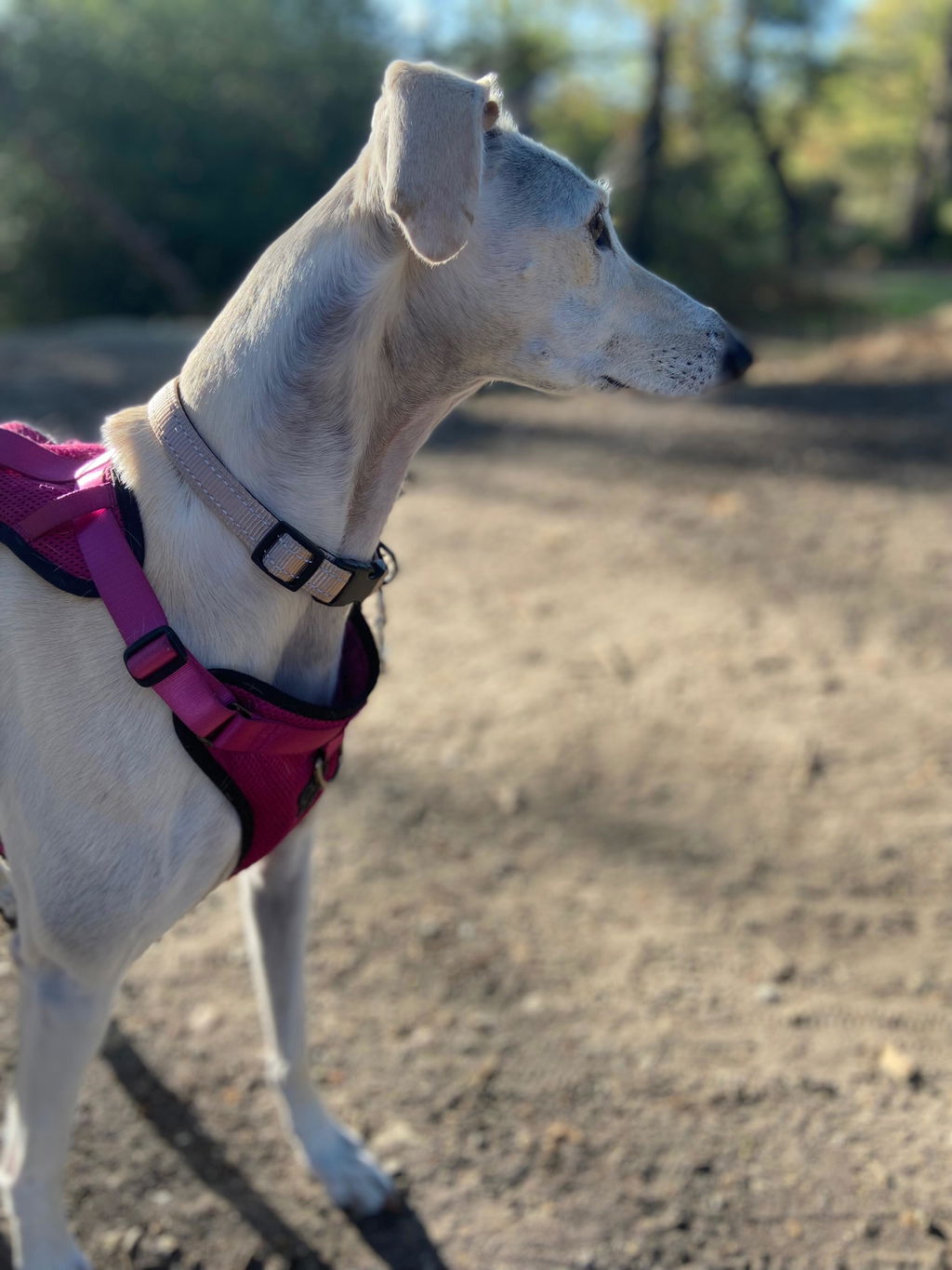 ID Dog Collar - Padded & Reflective- Greyhounds & Whippets