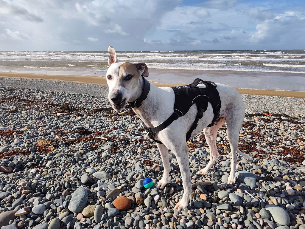 Sighthound Harness | Whippets, Greyhounds & Lurchers | Escape Proof