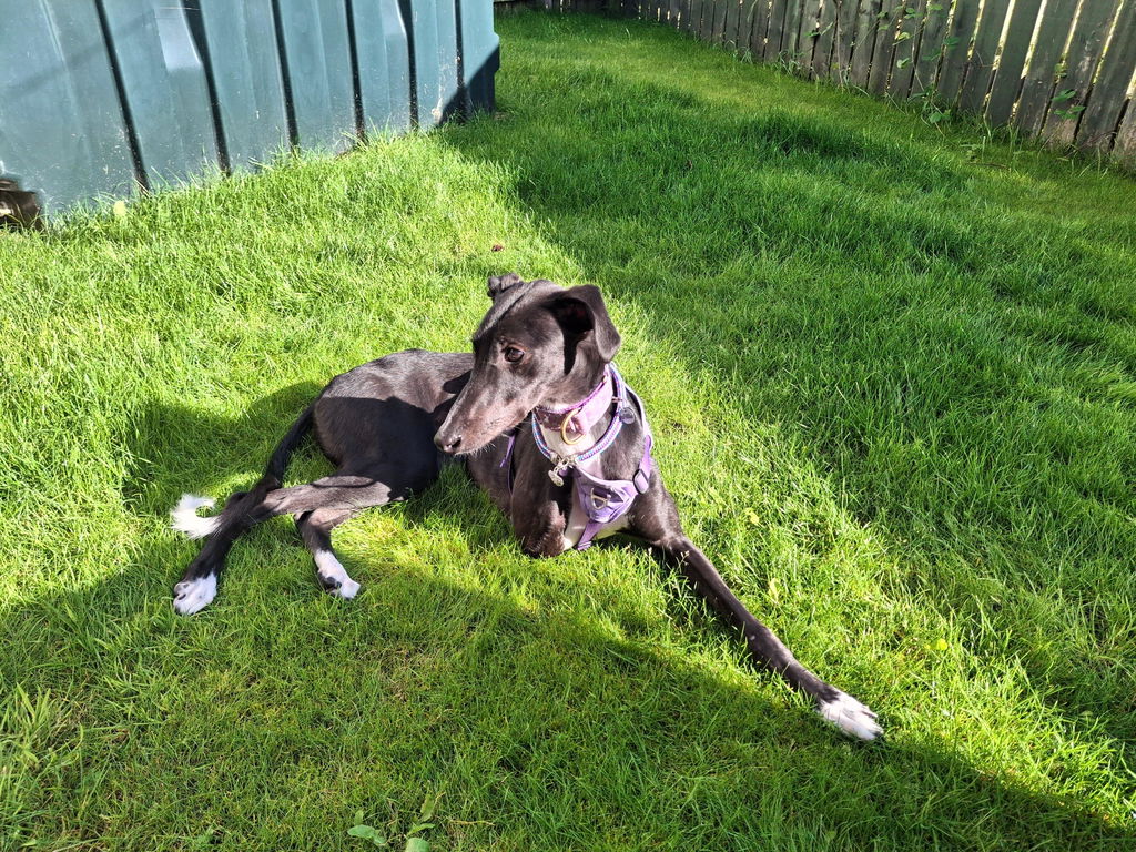 Sighthound Harness | Whippets, Greyhounds & Lurchers | Escape Proof
