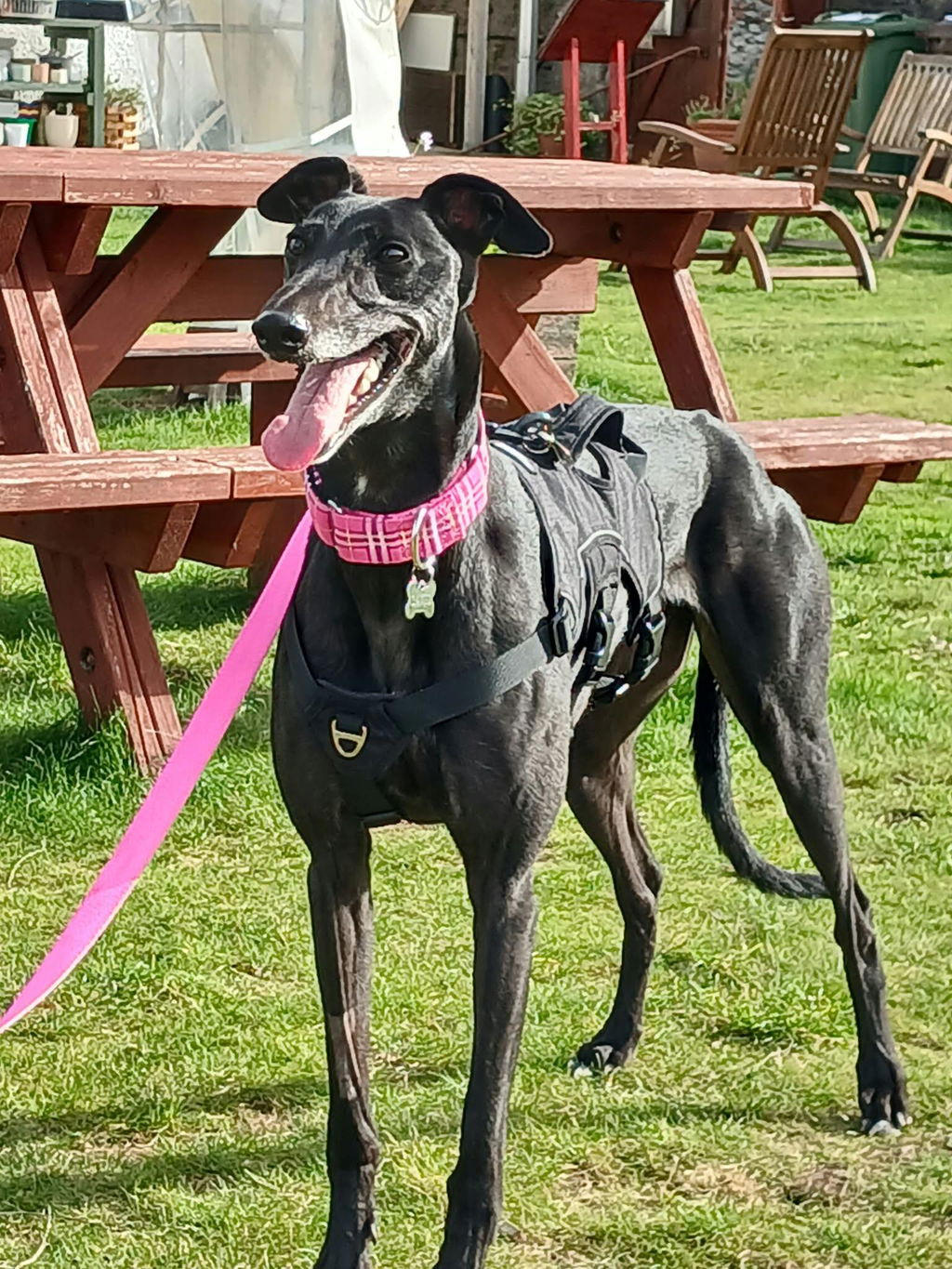 Sighthound Harness | Whippets, Greyhounds & Lurchers | Escape Proof