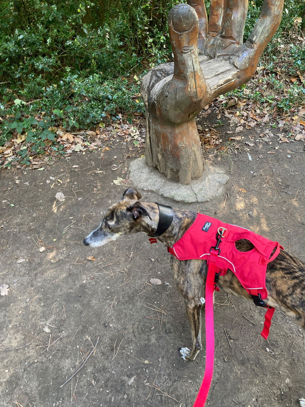 Sighthound Harness | Whippets, Greyhounds & Lurchers | Escape Proof