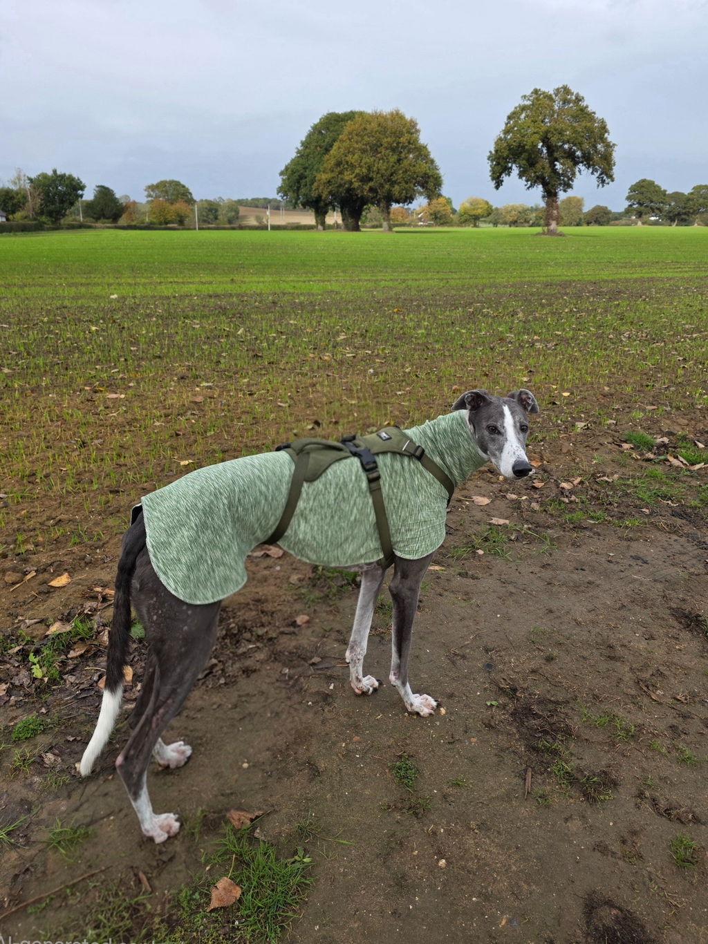 Comfort Padded Handle Dog Lead