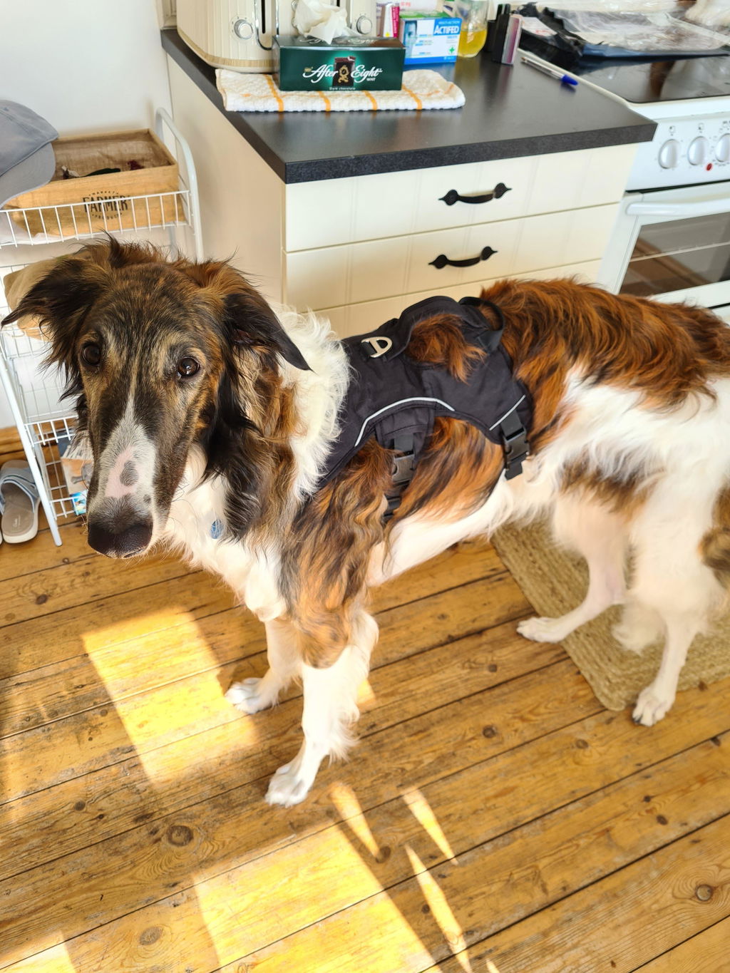Sighthound Harness | Whippets, Greyhounds & Lurchers | Escape Proof