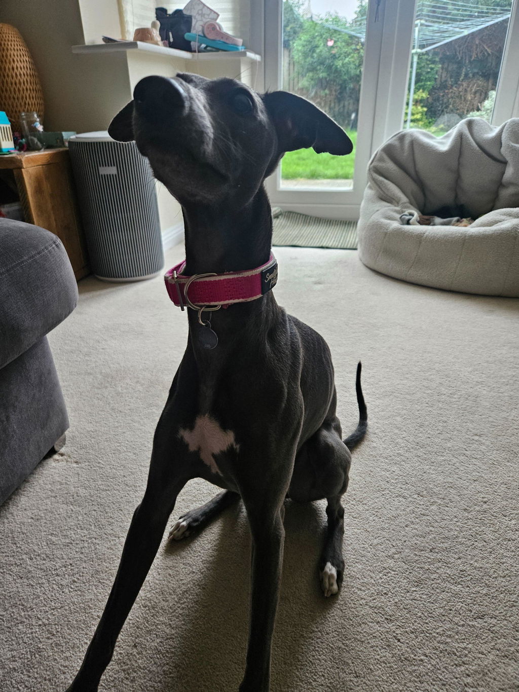 House Collar For Greyhounds & Whippets - Buckleless, Organic Bamboo & Soft Velvet Lining