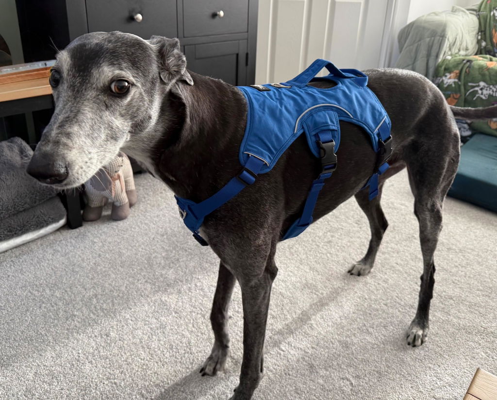 Sighthound Harness | Whippets, Greyhounds & Lurchers | Escape Proof