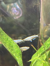 Susan review photo