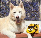 Huskyfamilyxx review photo