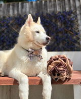 Huskyfamilyxx review photo