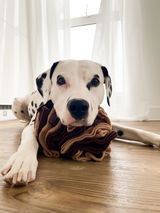 Meeko Dalmatian review photo