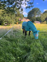 Happy Horse review photo