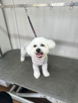 Pets Salutem review photo