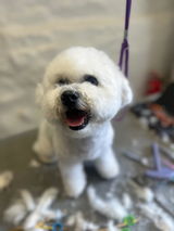 Pets Salutem review photo