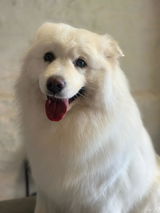 Pets Salutem review photo