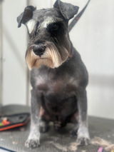 Pets Salutem review photo