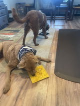 Proud Dog Mom review photo