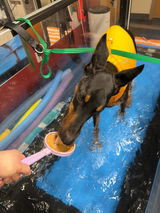 DogMom2358 review photo
