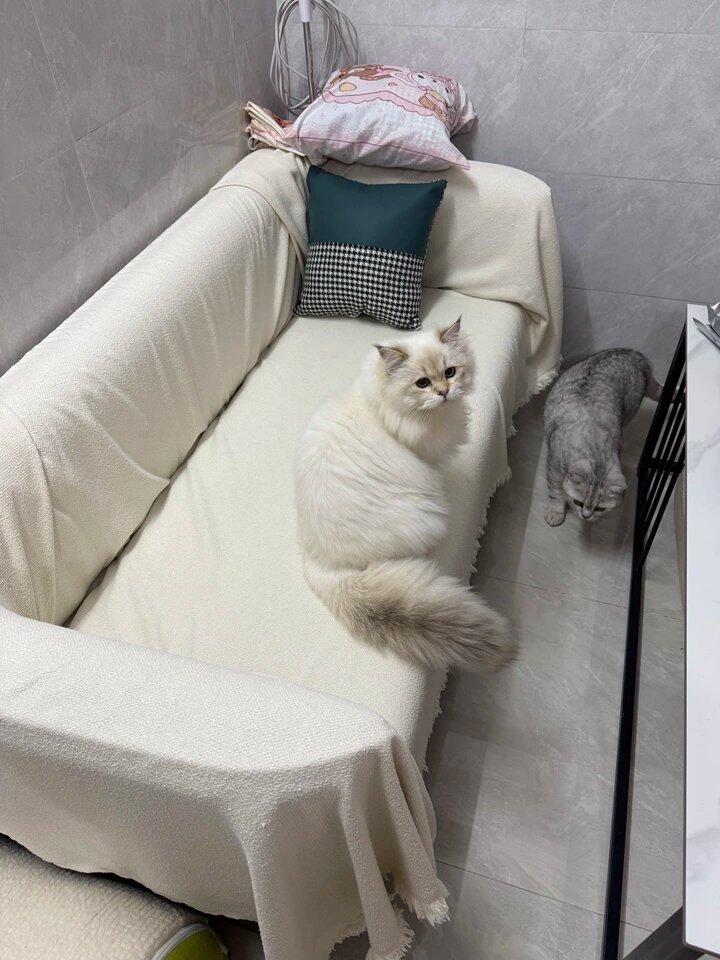 Customer photo from Kim Smith showing the LuxeGuard Waterproof Couch Blanket on their sofa