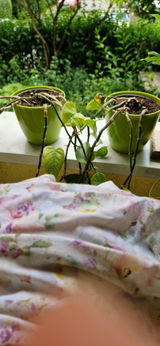 Loredana Peca review photo