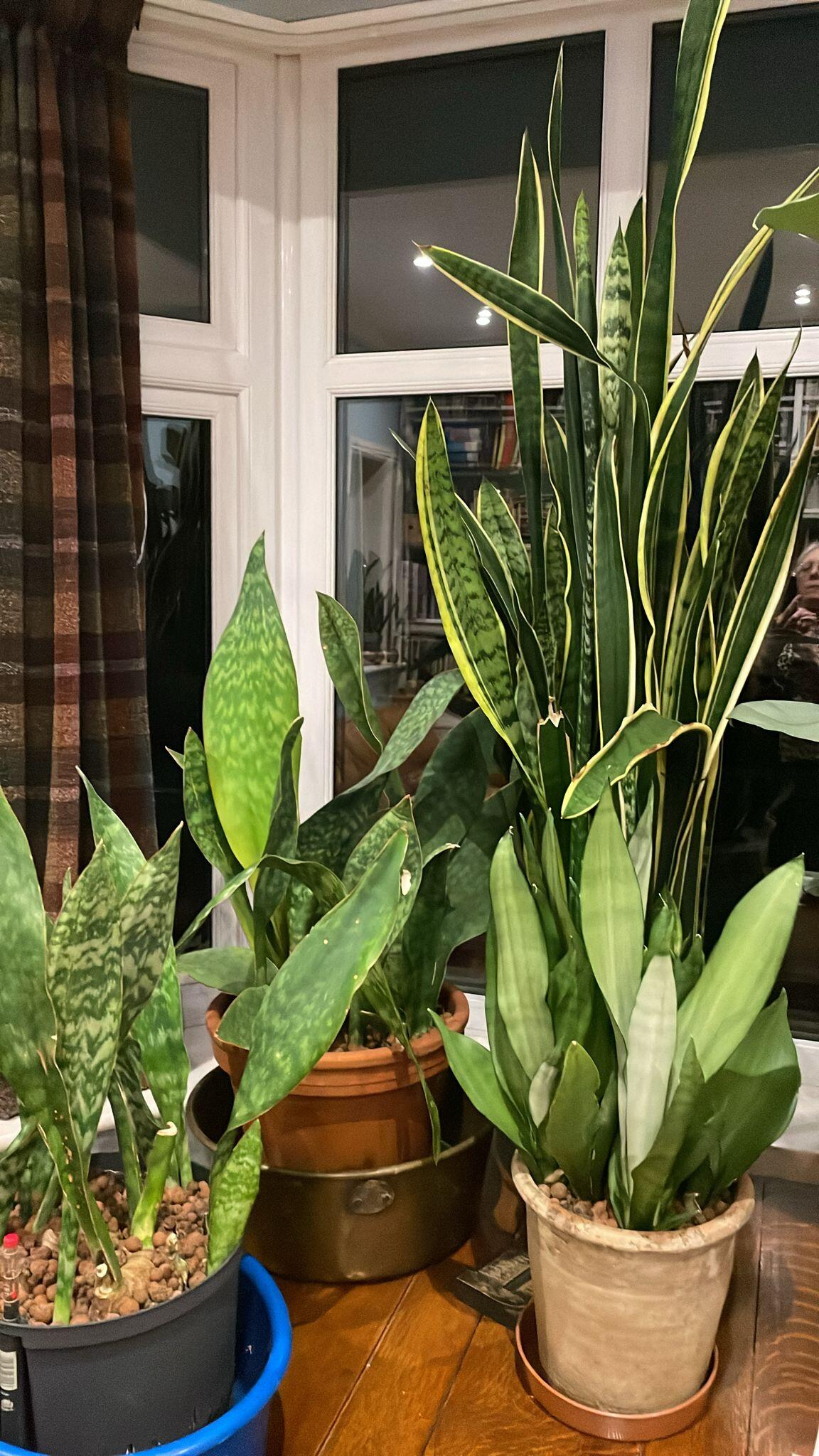 Premium Monstera & Philodendron Potting Soil – Soil Ninja