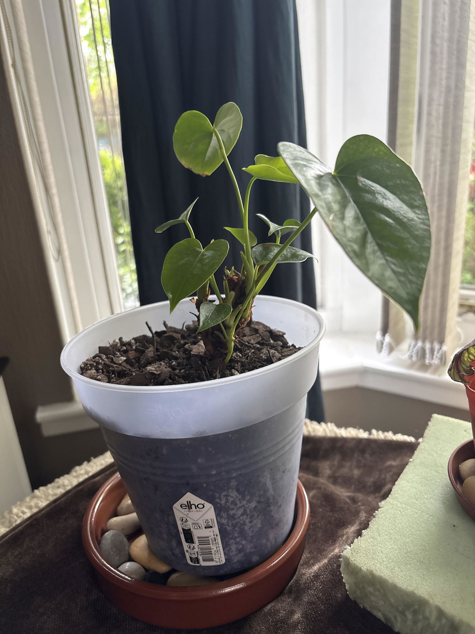 Orchid Pot – Soil Ninja