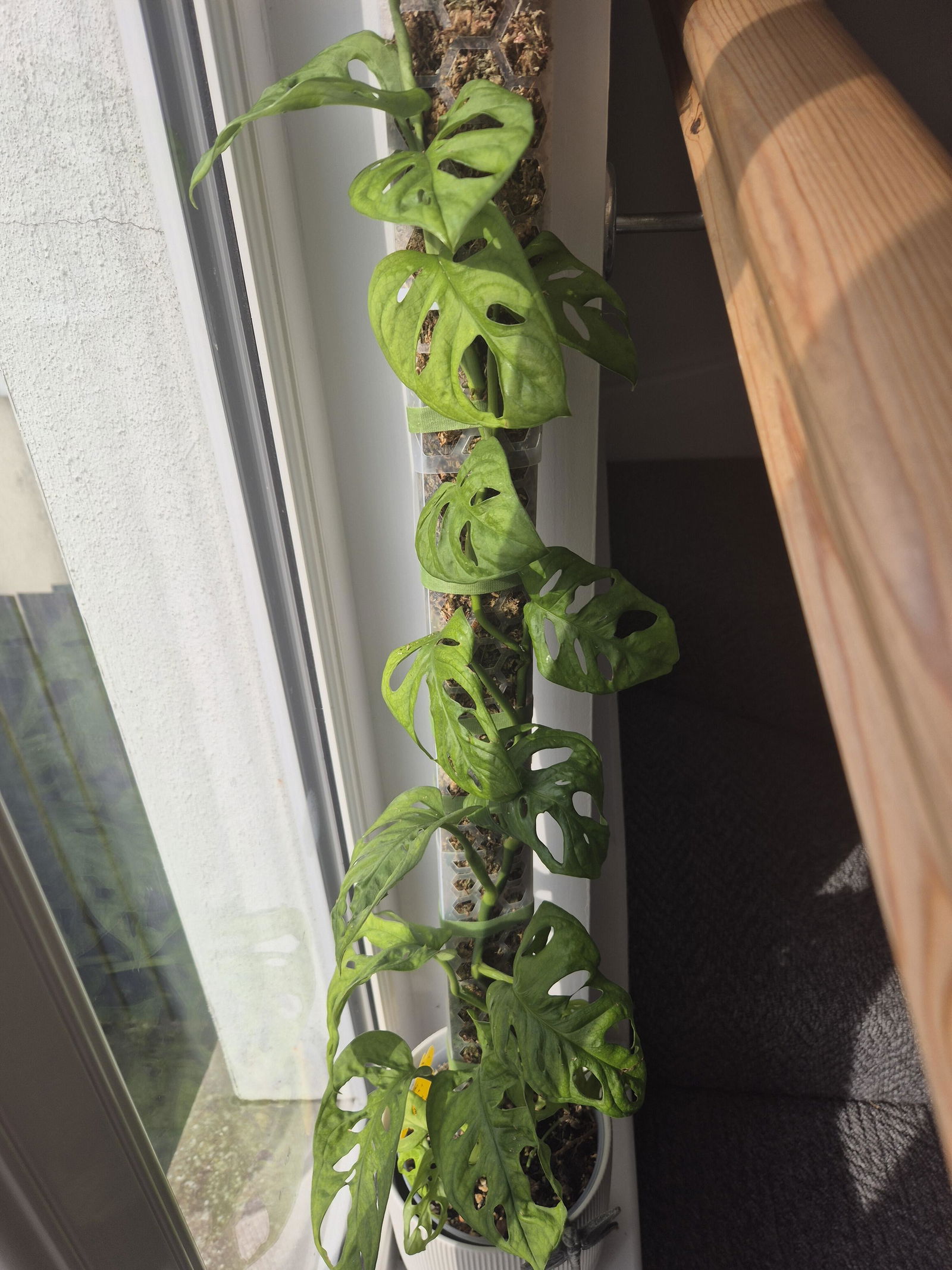 Moss Poles – Soil Ninja