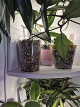 Rooted in Hydro review photo