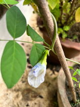 Rashmi mishra review photo