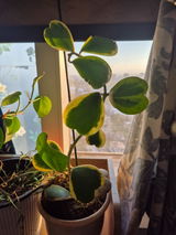 Sunaina review photo