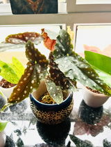 Melory review photo