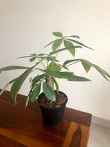 Meera Mysore review photo
