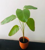 Meera Mysore review photo