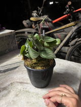 Divya Patel review photo