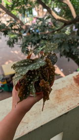 Saumya Chhabra review photo