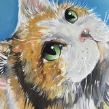 Pet Portraits