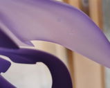 Chiara B. review photo