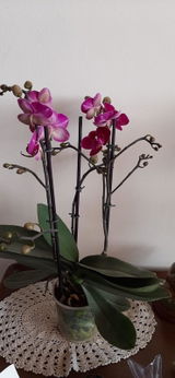 Amparo Puertas review photo