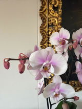 Pini Freire review photo