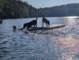 Libradogtraining review photo