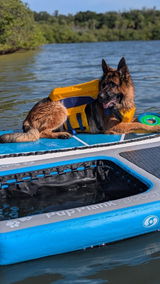 Shadow the Jazzy Shepherd review photo