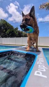 Shadow the Jazzy Shepherd review photo