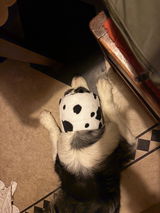 Cow print Hush Muff