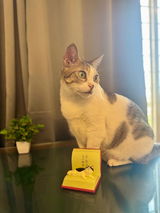 Divya review photo
