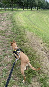 miraclethedog review photo