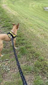 miraclethedog review photo