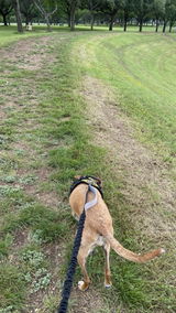 miraclethedog review photo