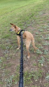 miraclethedog review photo