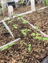 Rahsaan Williams review photo