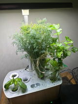 Glenda Scotto review photo